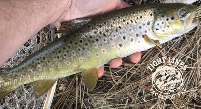 truck of veteran-operated, American-owned hauling company